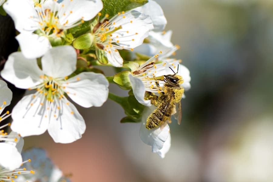 2026-05-20-Den včel-collecting-pollen-from-blooming-pear-tree.jpg